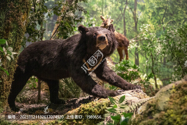 黑熊標(biāo)本