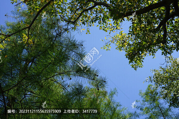 樹(shù)