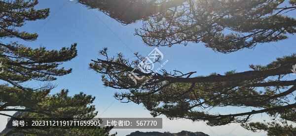 黃山奇松