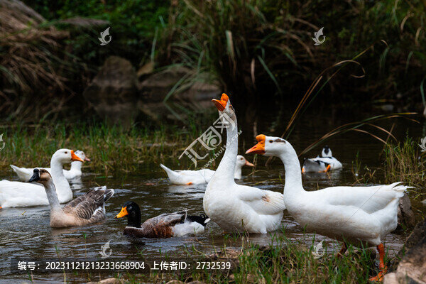 散養(yǎng)鵝