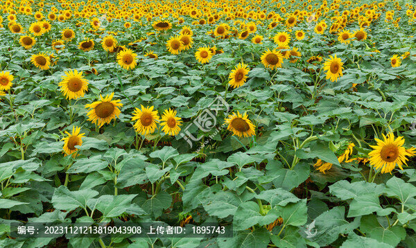 向日葵種植基地