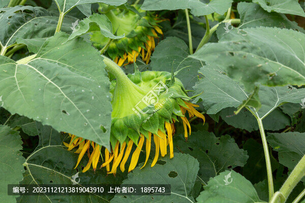 向日葵種植基地