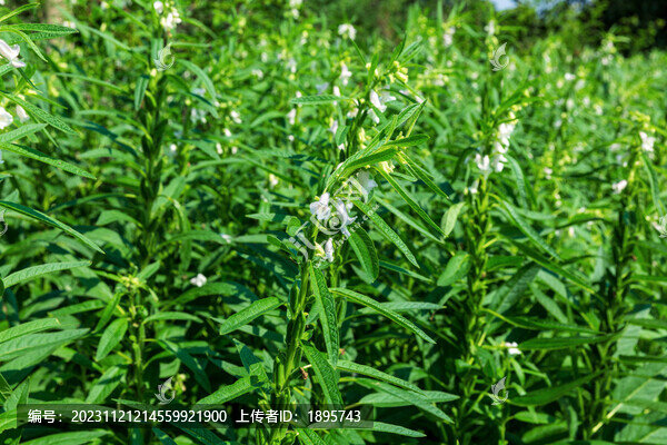 芝麻開花