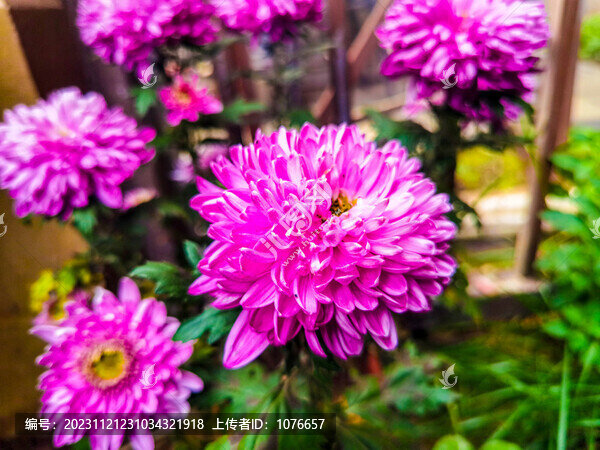 菊花