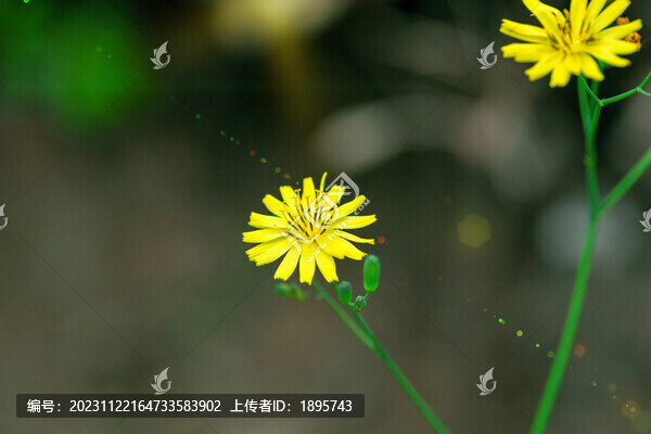苦荬菜盛開的小黃花