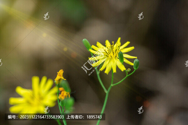 苦荬菜盛開的小黃花