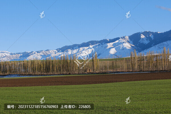 田野