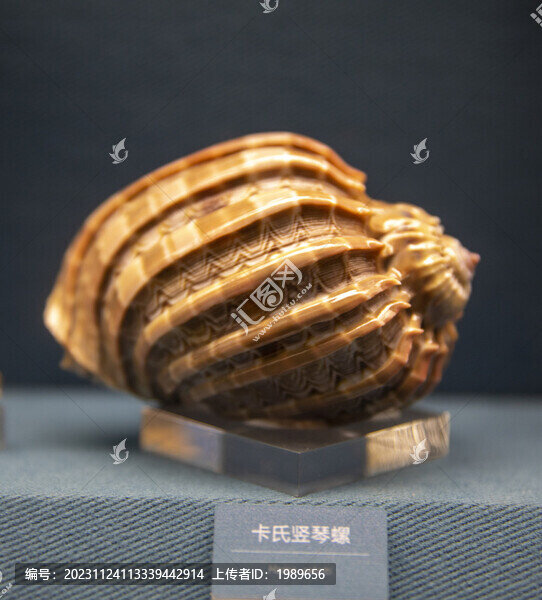 卡氏豎琴螺