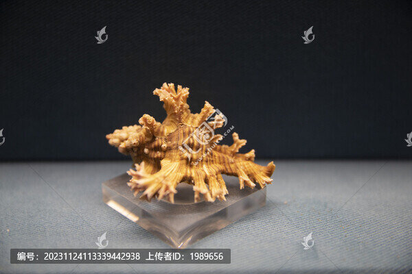 玫瑰千手螺