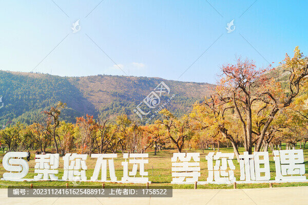 秋季梨樹