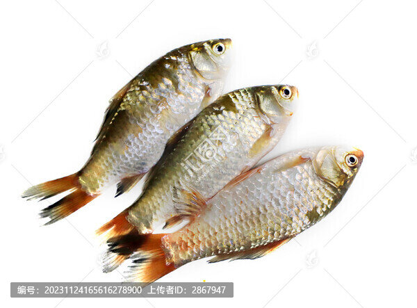 生鯽魚