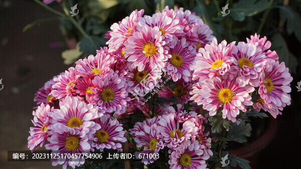 菊花