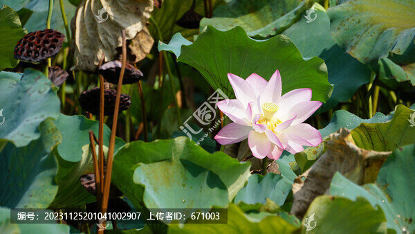荷花