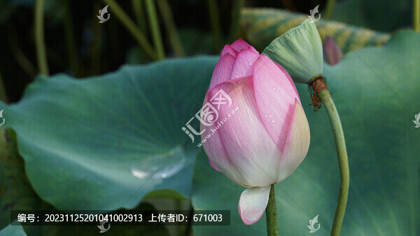 荷花