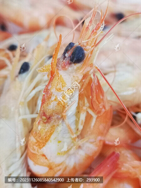 白灼沙蝦