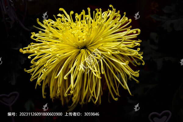 黃色線菊花