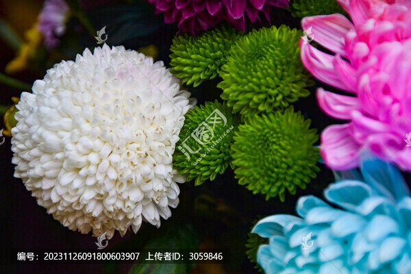 多色菊花拼圖
