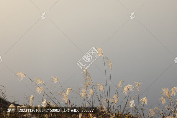 秋天唯美蘆葦花