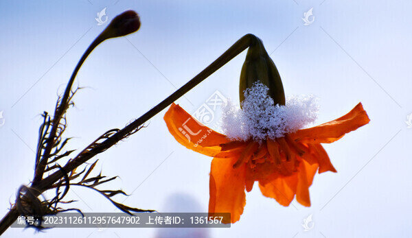雪地菊花