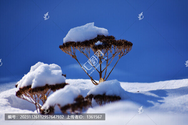 雪地