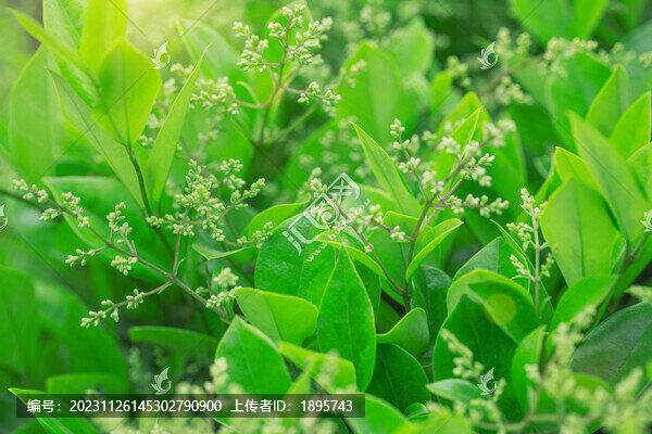 春天里金葉女貞發(fā)芽開花特寫