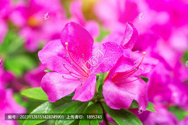 紫色的杜鵑花