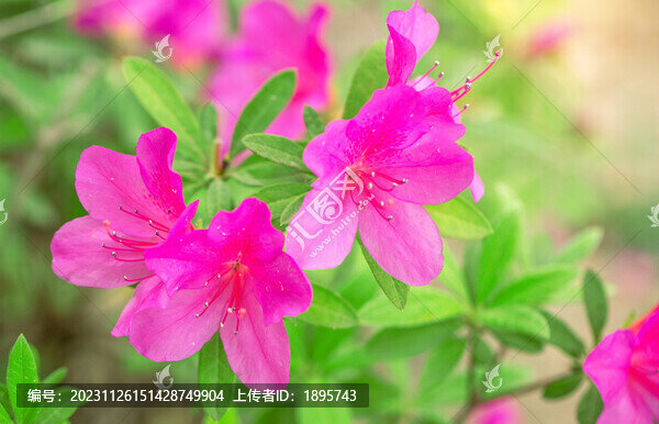 紫色的杜鵑花