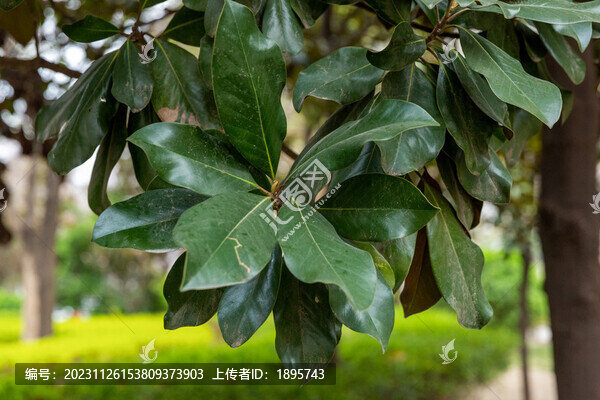 廣玉蘭荷花玉蘭