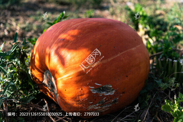 觀賞南瓜