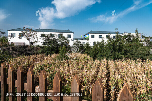 白房子與玉米地