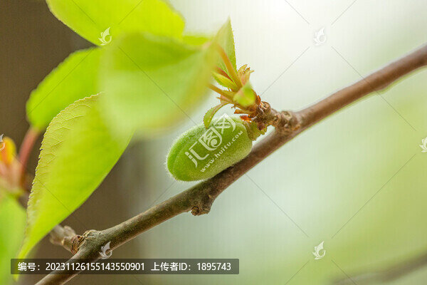 春天杏樹花落結(jié)果