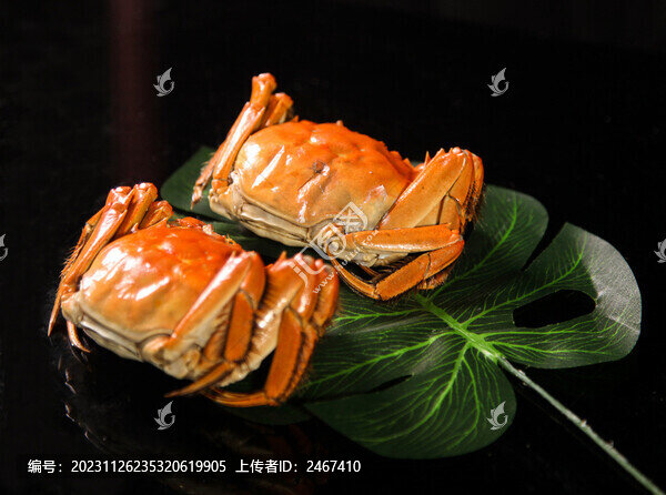 大閘蟹