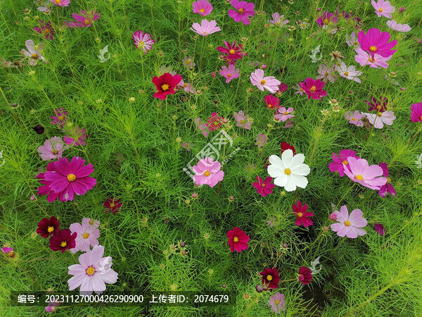 波斯菊