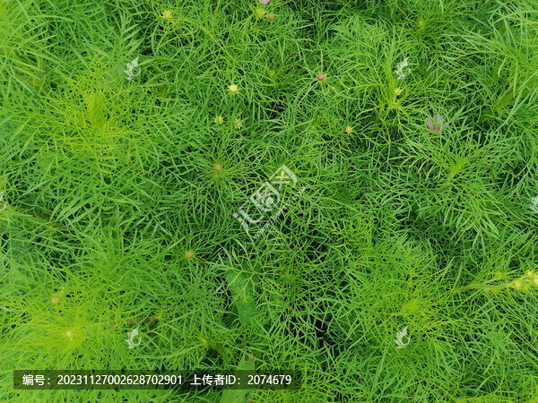 草