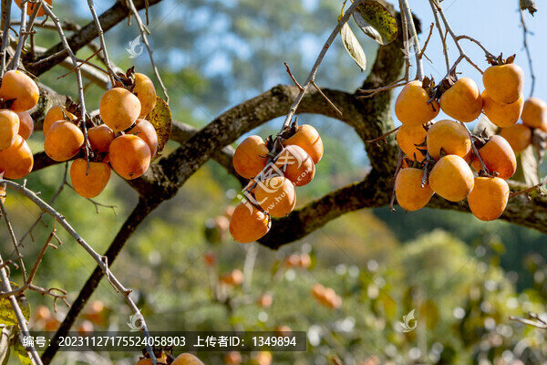 柿子樹
