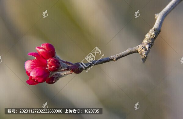 海棠花