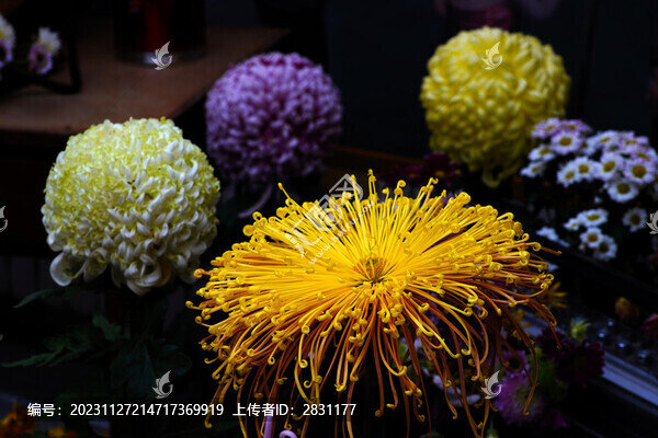 菊花