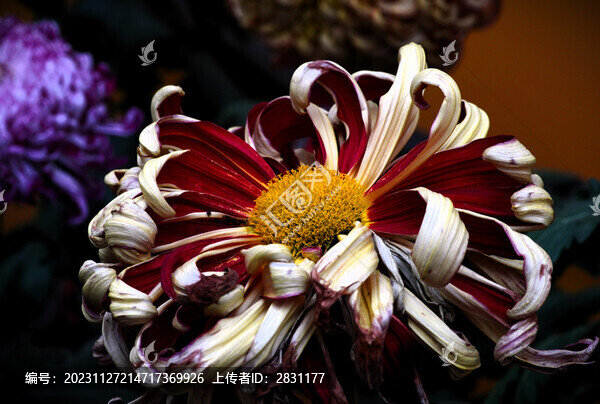 菊花