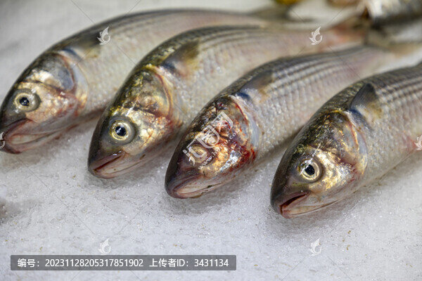 梭魚冷鮮魚