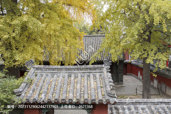 銀杏遇見(jiàn)古建筑