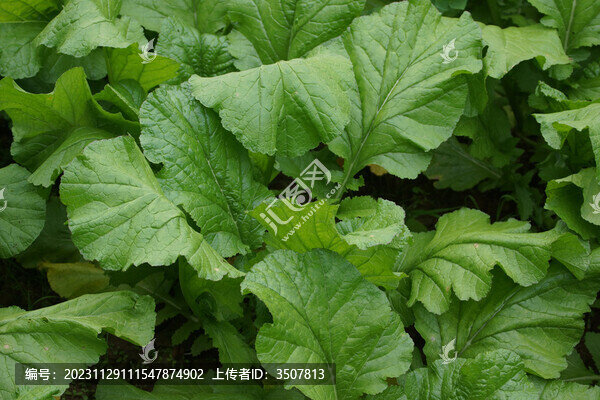 生長在田野里的青菜