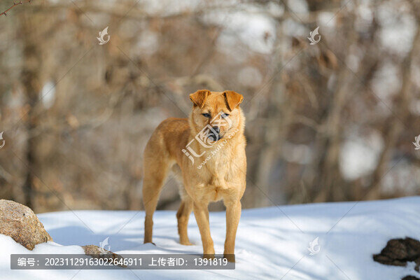 雪地上的小狗