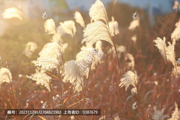 蘆葦夕陽風(fēng)景自然背景濕地旅游