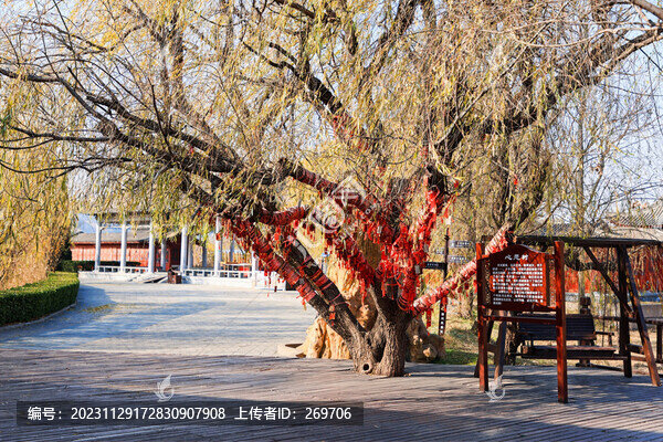 合陽(yáng)縣處女泉祈福樹(shù)