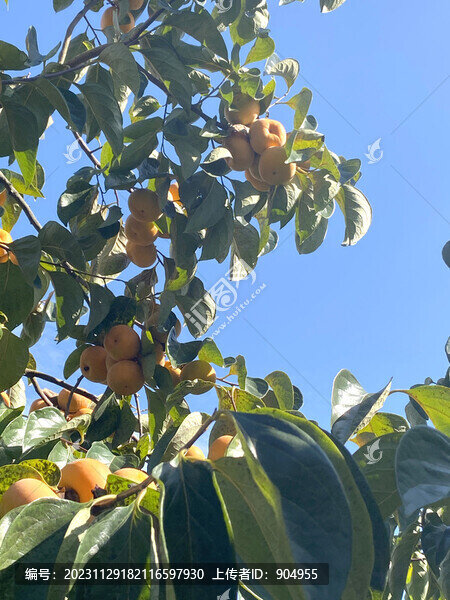 恭城月柿
