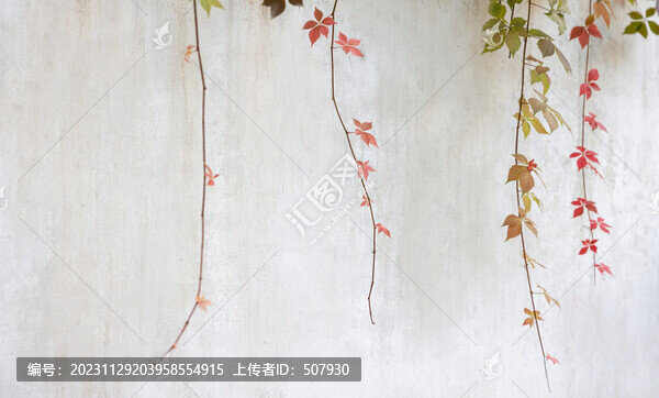 紅葉