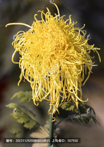 菊花
