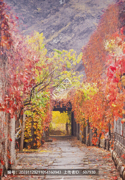 古鎮(zhèn)紅葉