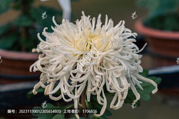 中山小欖菊花展展出菊花