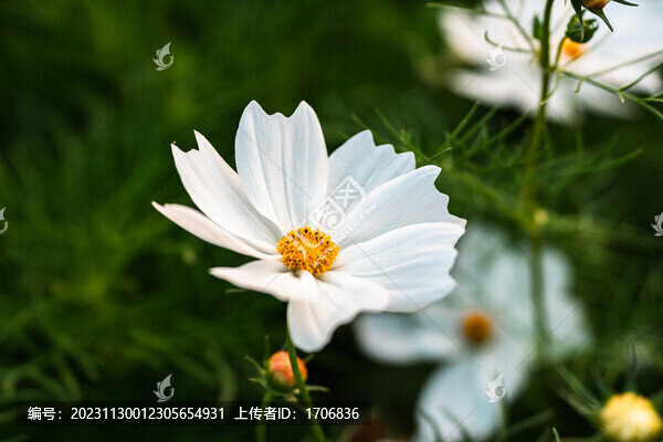 桑格花格?；ㄇ镉⒕栈? title=